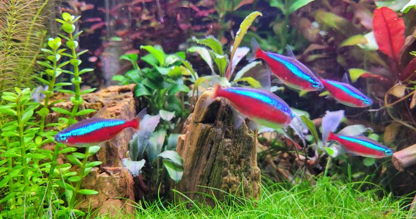 Az otthoni akvarisztika szépsége és a kutyatartás kapcsolata: Két egymást kiegészítő szenvedély